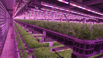 Case Study: Cleanroom Solutions for Jones Foods