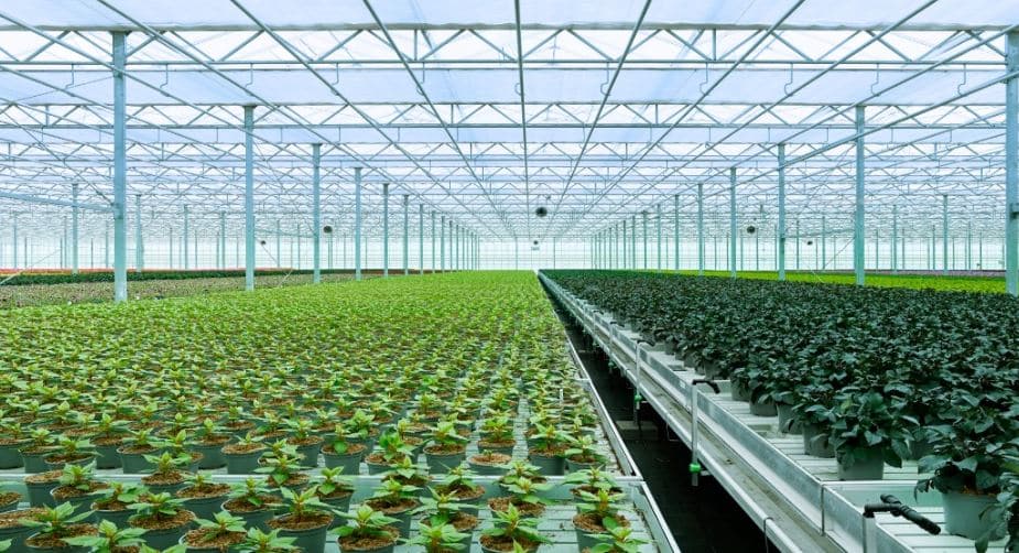 Bridge Farm Nurseries